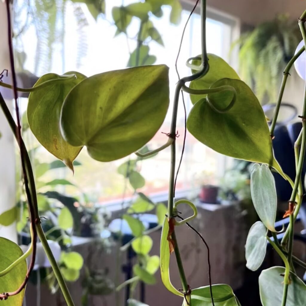 fundo com plantas